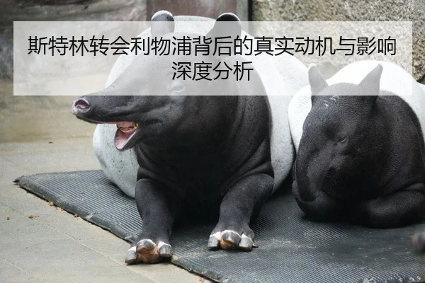 斯特林转会利物浦背后的真实动机与影响深度分析